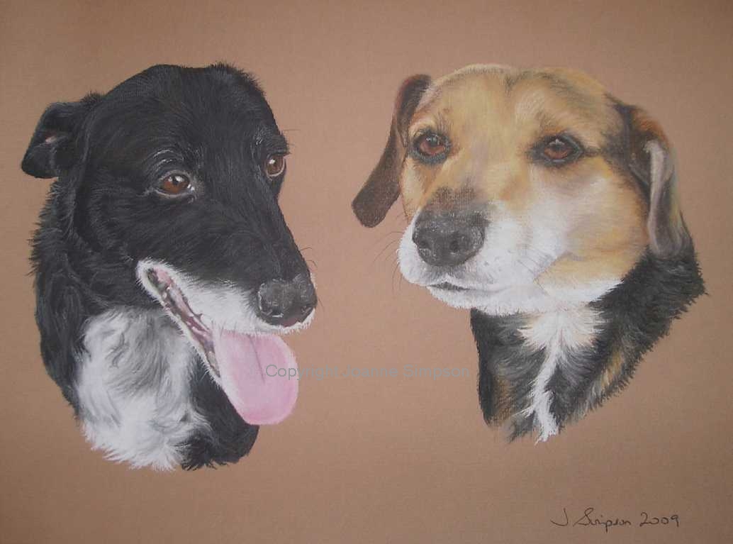 Cross breed pet portrait by Joanne Simpson